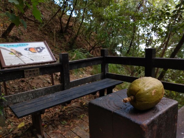 步道巡訪員 l 鯉魚山步道七月巡訪日誌1050325