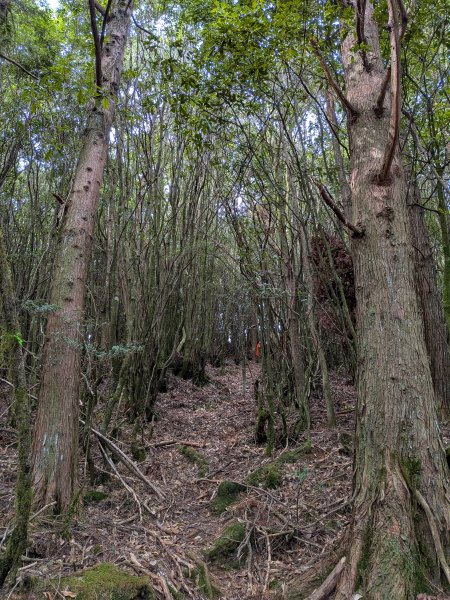 結界縱走三日(結城山、境界山、檜山)2920871