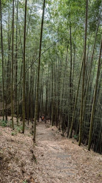 嘉南雲峰、石壁山步道3049093