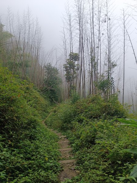 嘉義大凍山2876983