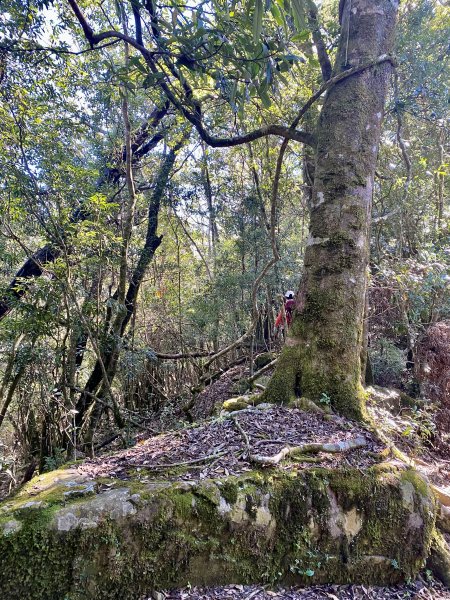 加里山縱走虎山    2021/12/41539166