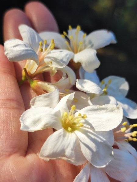 後花園散散步2977469