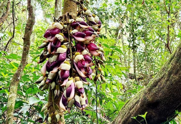 【中級山縱走】水雲三星，橫龍山，騰龍山，橫龍古道2742965