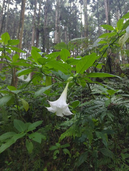 2026.03.28－向天湖步道封面