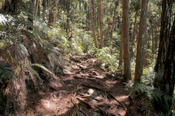 谷關七雄：新山馬崙山178277