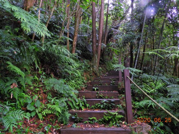 南投 魚池 後尖山1012470