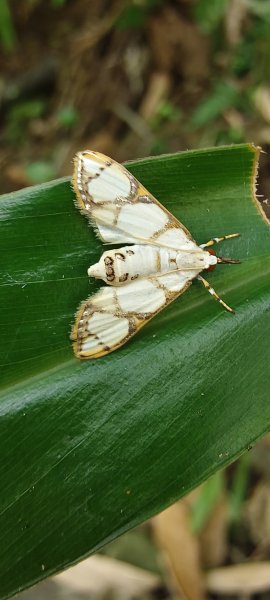 2025/09/13_貴子坑親山步道2884158