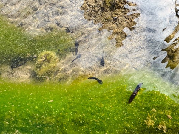 雪山坑登山步道尋巨人2978279