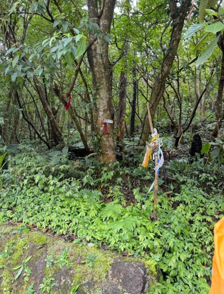 台北縱走第四段訪雙溪山 梅花山與西峰南峰西南峰 碧山3012825
