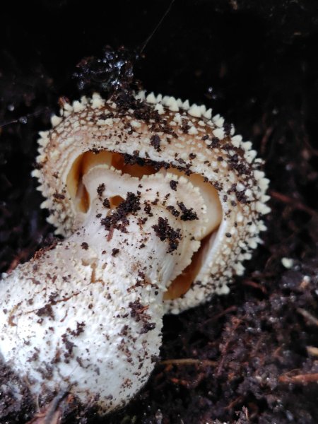 矢場谷山連走勃子山2804964