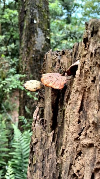 賞桐秘境(石門路-天上山)2136087