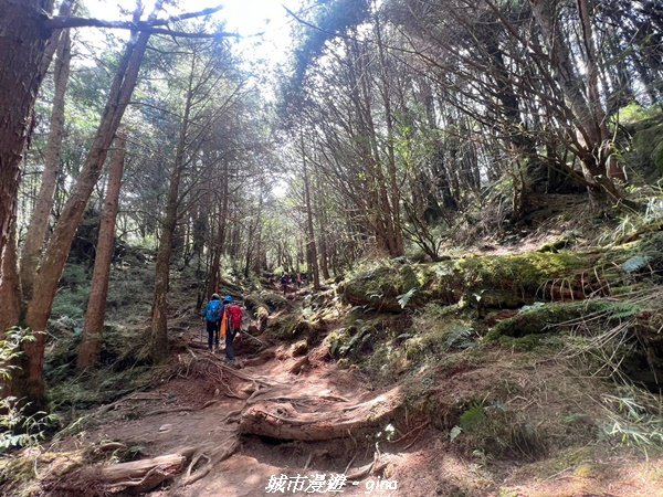 【高雄桃源】朝聖壯闊山景之南橫三星。 編號72百岳~塔關山登山步道2096659