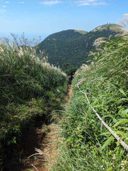 秋天賞芒行@大屯山連峰步道2318220