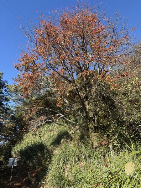 20251225塔山步道(大塔山)2970373