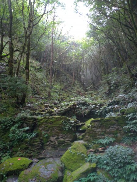 觀霧 檜山巨木群步道1090207