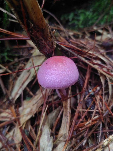 稍來小雪山國家步道、船型山、鞍馬山、鞍馬山東北峰、天池、雪山神木2799763