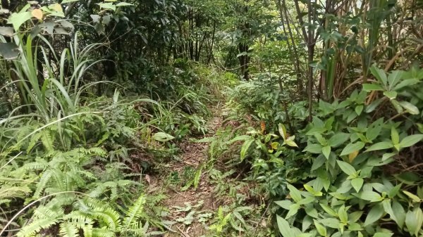 瑞芳區琉榔路觀光步道-小粗坑古道(小粗坑山+粗坑口山)3053282