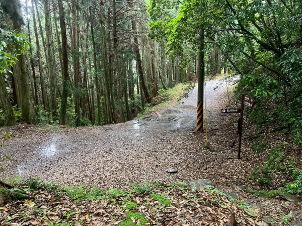 新竹 五峰 觀霧國家森林遊樂區 蜜月小徑+檜山巨木群步道2811475