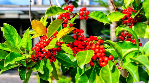 大安公園,台大校園3012101