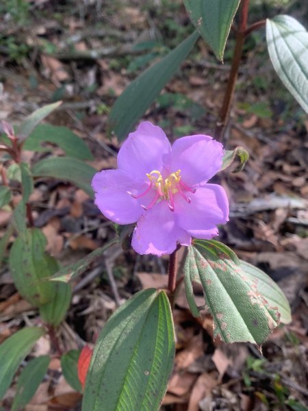 20250531屏東虻彈山東峰2803166