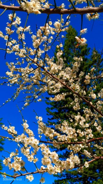 雙溪公園賞花&原住民公園落羽松&故宮1/142689954