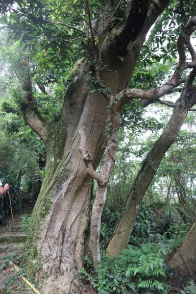 〔北投〕中正山，大屯山系 必訪步道2275008