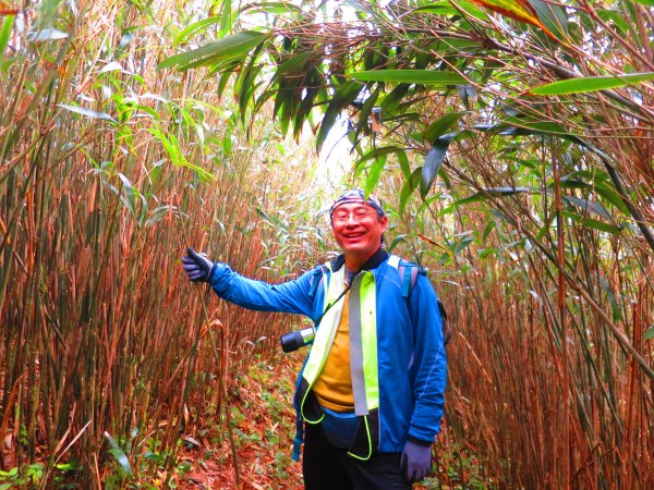 台北抹茶山：登小觀音山群峰眺望全台最大火山口2422041