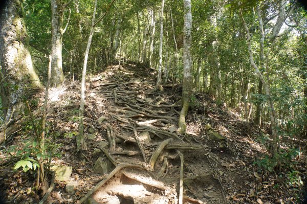 苗栗 泰安 上島山3023057