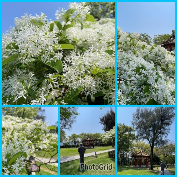 樟之細路-尋寶💎任務1-53019785