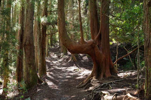 台中 和平 馬崙山2796957