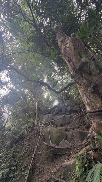 三腳南山2799562