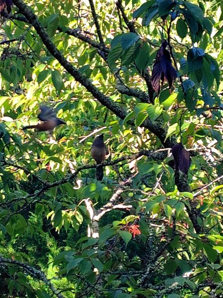 稍來小雪山國家步道、船型山、鞍馬山、鞍馬山東北峰、天池、雪山神木2799669