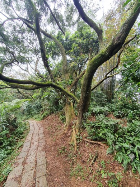 土城牛埔頭山，中和國旗嶺，鄧公嶺，長壽山，白馬寺，羊稠森林步道1651363