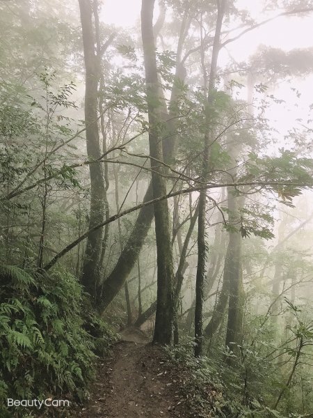 ~ 鎮西堡巨木群步道（B區） ~1299594