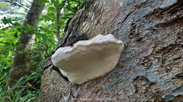 《台中》心靈雞湯｜大肚萬里長城登山步道O繞202507052827443