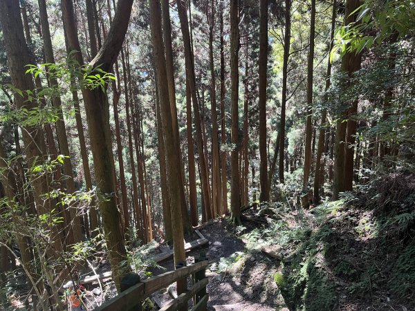 [森遊竹縣-04/10] 2023_0923_檜山巨木森林步道2295151