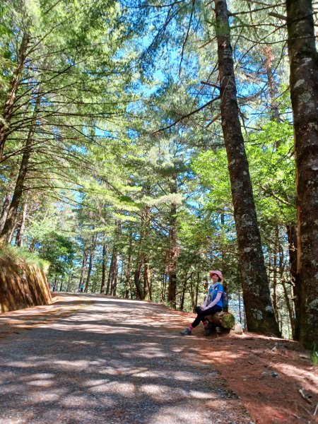【台中和平】雪山神木步道x小雪山天池步道2933127