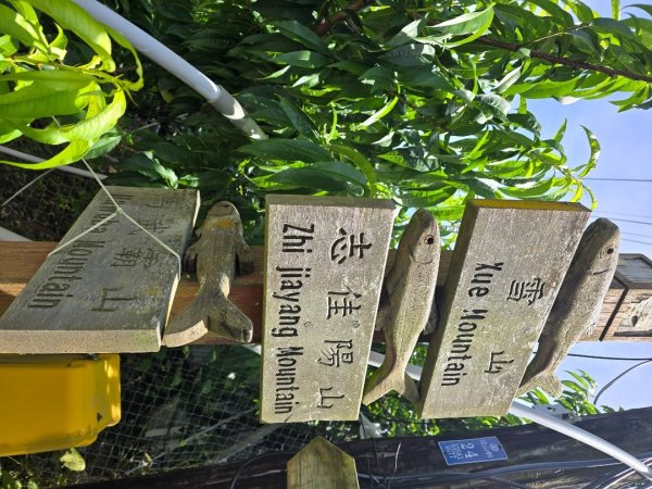 志佳陽大山（回程走高繞環山獵人登山步道）2542105