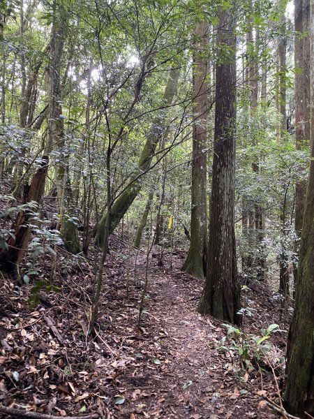 20250713-Ep.09油羅山步道-2025森遊竹縣皮皮獅探險隊2851891