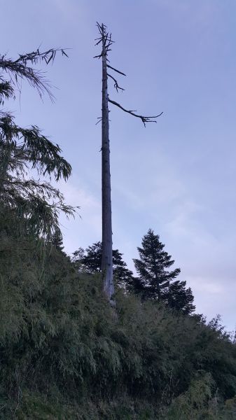 玉山主峰步道 2017 06 27140380