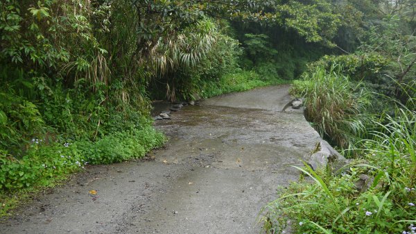 古魯林道登山健行趣(步道)1657626