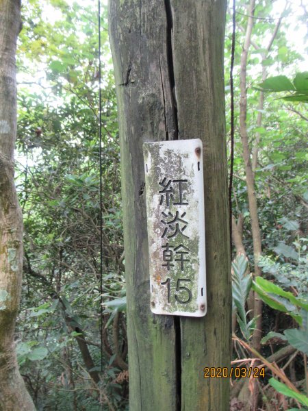 紅淡山步道907484