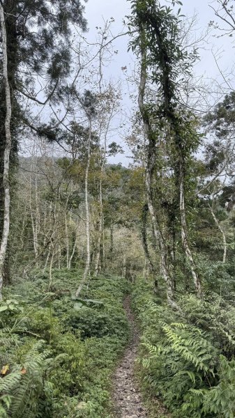 20260204小百岳初音山2994906