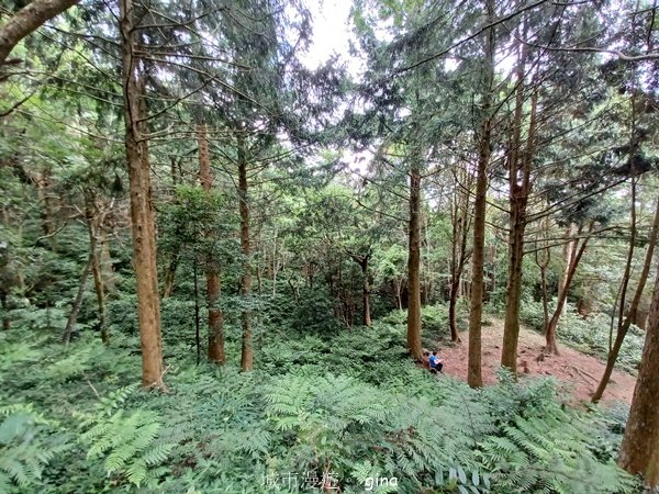 【桃園復興】台灣百大必訪步道。 東眼山森林遊樂區-東眼山自導式步道2835919