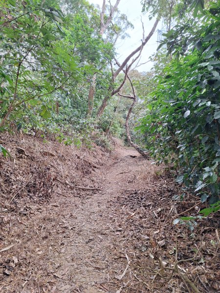 烏山嶺水利古道+鳥子嶺O型2967450