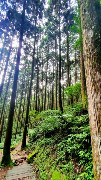 桃園東眼山，親子峰，尾寮崎古道，小角仔古道，街口溪步道，三峽阿屘尖，神木尖，牛角尖，牛角坑山1757557