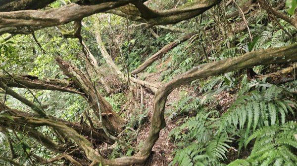20250621叢雲山-740峰O型2821840