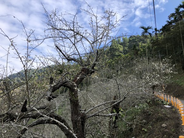 梅嶺伍龍步道走獵鷹尖一線天 難山 竹子尖山 梅峰1571903