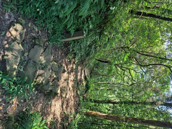 20230911淡蘭古道中段：五分山步道-暖東舊道2446804