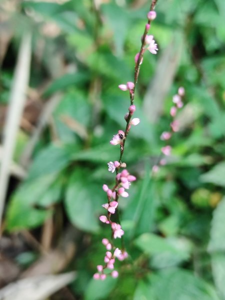 苗栗獅潭鳴鳳古道2929604